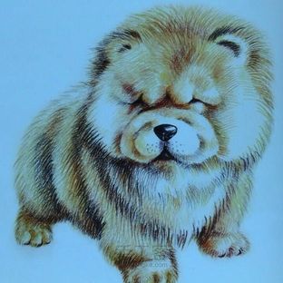 胖胖的松狮犬。。。