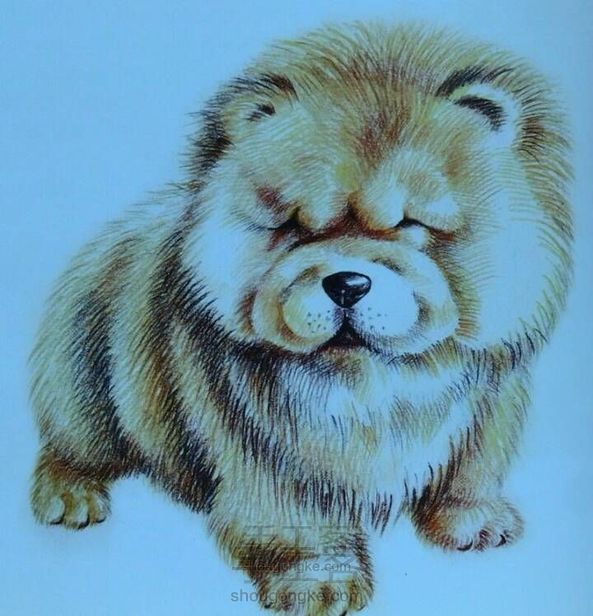 胖胖的松狮犬。。。