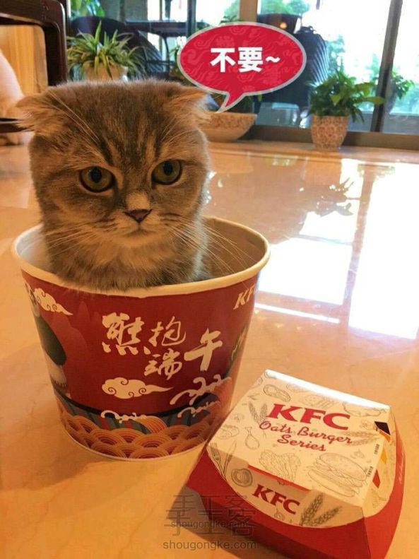 碗里的猫咪