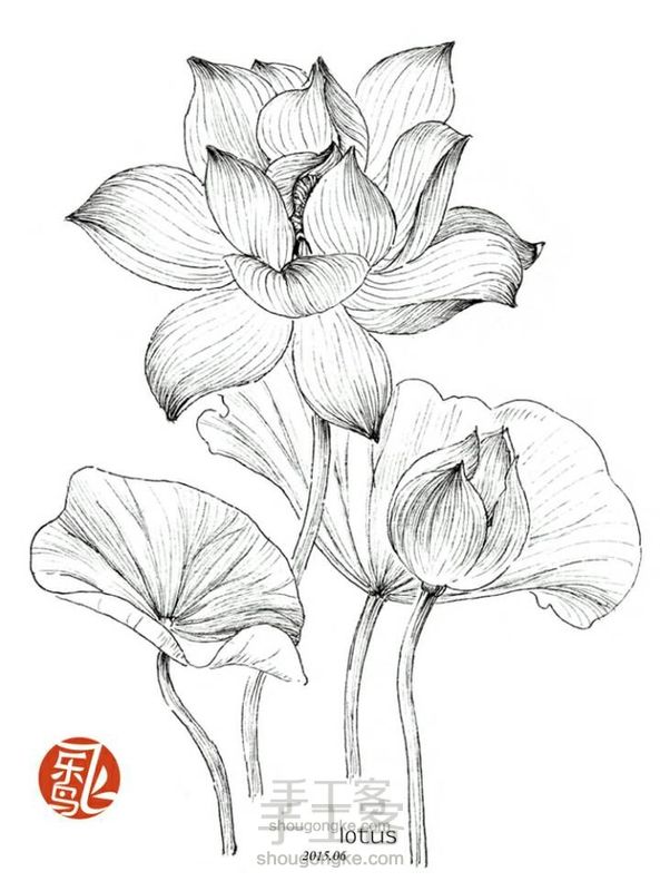 手绘 荷花 黑白