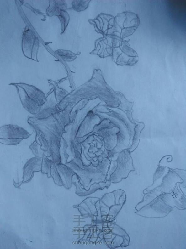 素描玫瑰