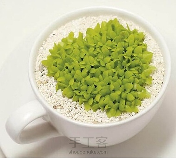 萌萌哒火龙果盆栽