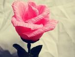 玫瑰花教程