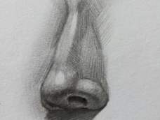 鼻子的结构练习