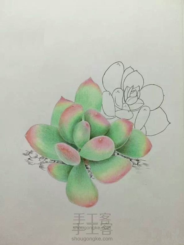 多肉植物(2)