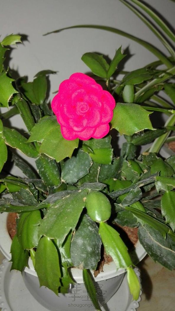 萌萌哒玫瑰花