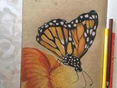 画了一个蝴蝶和花朵希望你们喜欢