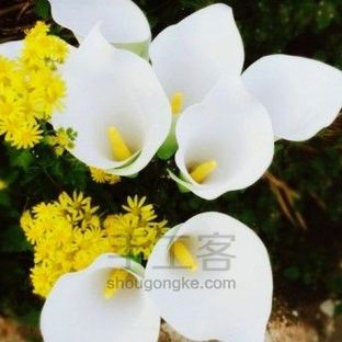 马蹄莲详细制作教程