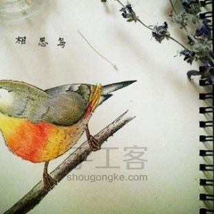彩铅手绘相思鸟丨零基础教程