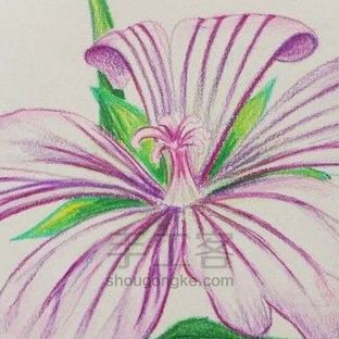 彩铅花卉  ---文冠果