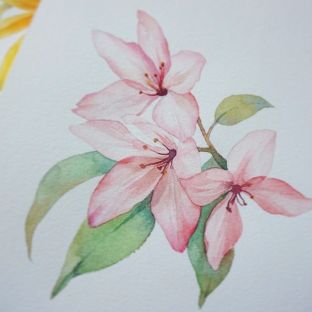 77水彩课程丨粉色的小花