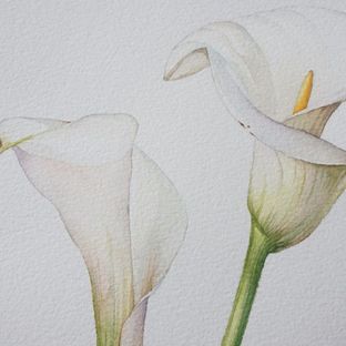 77水彩课程-马蹄花的画法