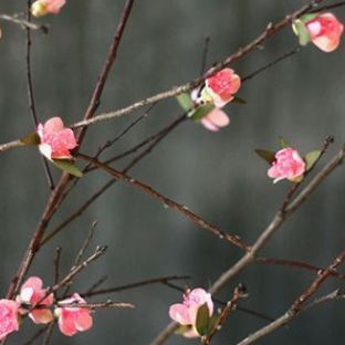 植物艺术干花——桃花的制作
