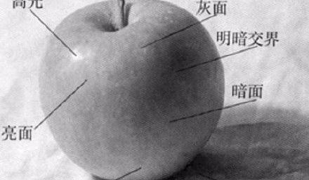 苹果的结构素描
