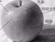 苹果的结构素描