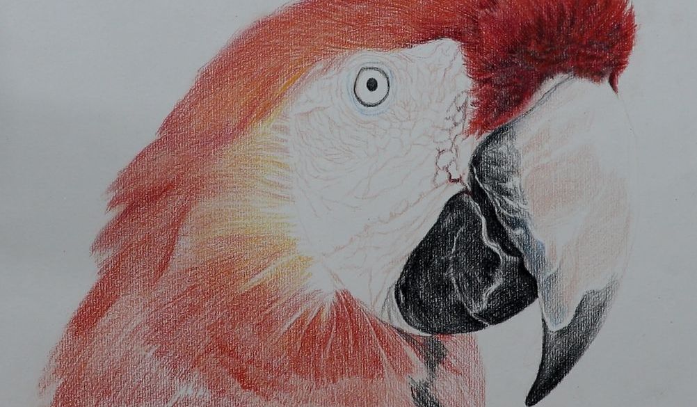 红色系彩铅鹦鹉（5）