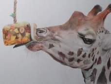 彩铅|贪吃长颈鹿（1）