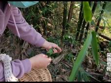 植物染--竹叶 原来向自然借一片颜色是这样不容易