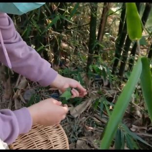 植物染--竹叶 原来向自然借一片颜色是这样不容易