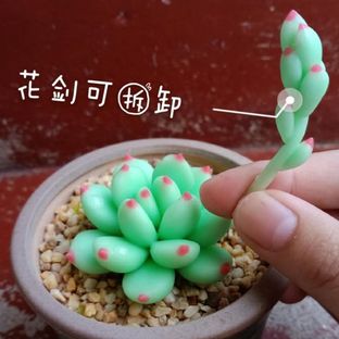 免费直播课|跟着莜屿老师学做树脂永生多肉直播回顾