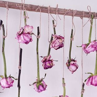 鲜花做干花 | 2分钟保姆级教程+2个干花插花教程