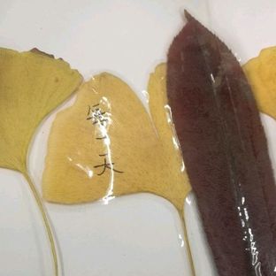 【书签】【标本】——秋意