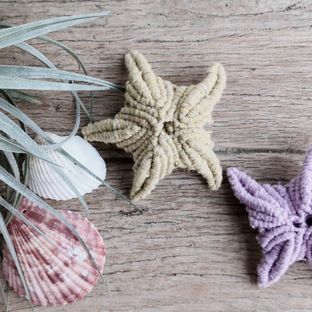 视频教程 | 海星