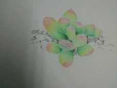 爱多肉当然也得画多肉