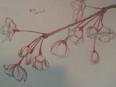 彩铅太垃圾 老是画着画着就断了!