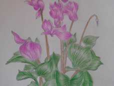 叶子不太会画，看着特别乱