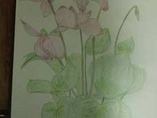 为什么我的颜色不是太好看呢