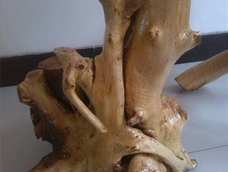 自家树桩不用花钱.