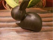 【木·私语】回归丛林的小小兔