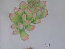 哈哈，第一次画多肉，多多指教😊