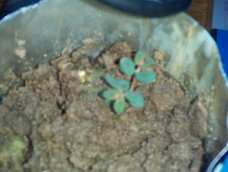 偶随便养了一棵草，吼吼。