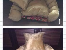 狗窝⋯⋯垫子可以取走,夏天不会那么热。