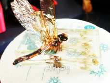 『安桥手作』抱花——立体蜻蜓滴胶标本