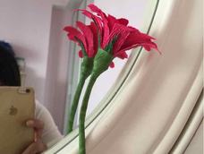 皱纹纸雏菊百合