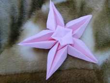 五角星花