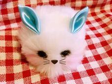 像只猫的🐰