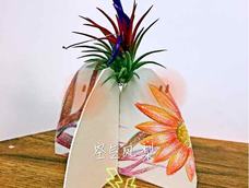 用一张纸做的空气凤梨支架!超市里的多肉好贵😠