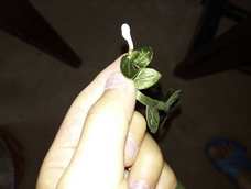 简简单单的花环，让你每一刻都很喜欢😊😊😊