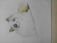 大大你彩铅什么牌子的呀？？