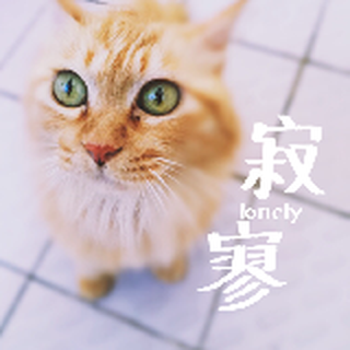 猫小姐的尾巴