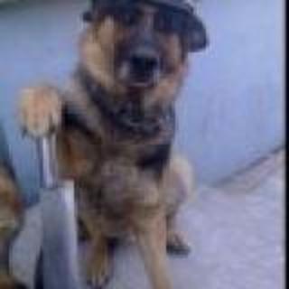 大喊大叫的决定金额可