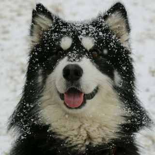 段晓雪
