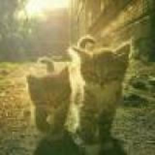 ゾ貓，猫。ピ