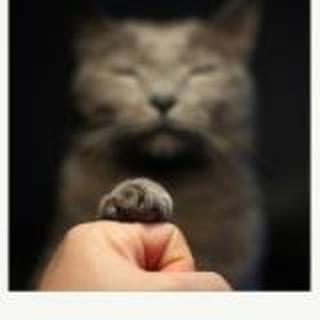 快乐店-猫小依想吃鱼