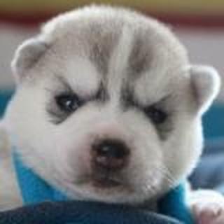 中国北方发动机研究所