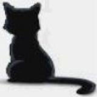 安静的猫